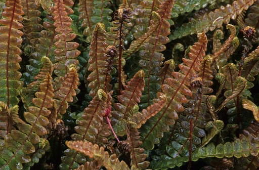 Alpine Water Fern ~ Blechnum penna-marina subsp. alpina