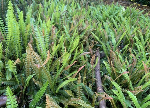 Antarctic Water Fern ~ Blechnum penna-marina subsp. penna-marina