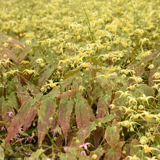 WOODLAND ELF ~ Epimedium